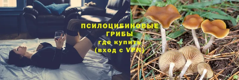 Галлюциногенные грибы Cubensis  Стерлитамак 